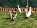 Quail Snail-eating duck