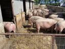 Mastschweine zu verkaufen