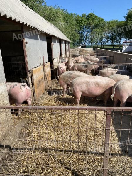 Mastschweine zu verkaufen