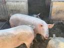 Mastschweine zu verkaufen