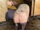 Mastschweine zu verkaufen
