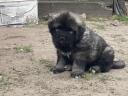 Sarplaninac