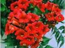 Red trumpet BIRDS, BIG STRONG RED BIRDS