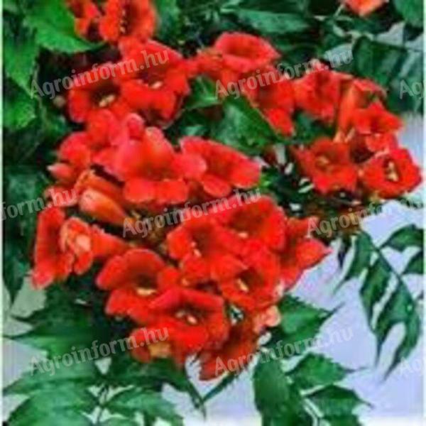 Red trumpet BIRDS, BIG STRONG RED BIRDS
