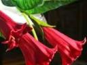 Red trumpet BIRDS, BIG STRONG RED BIRDS