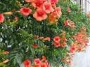 Red trumpet BIRDS, BIG STRONG RED BIRDS