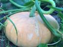 Oat seed: Groot Etampes