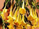 YELLOW TRUMPETS PALANTS, BIG STRONG YELLOW FLOWERS
