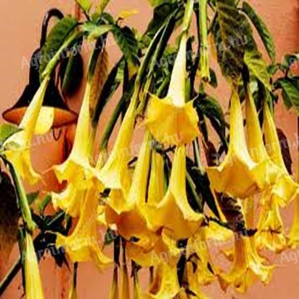 YELLOW TRUMPETS PALANTS, BIG STRONG YELLOW FLOWERS
