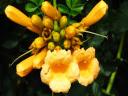 YELLOW TRUMPETS PALANTS, BIG STRONG YELLOW FLOWERS