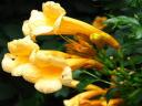 YELLOW TRUMPETS PALANTS, BIG STRONG YELLOW FLOWERS