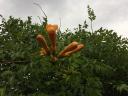 YELLOW TRUMPETS PALANTS, BIG STRONG YELLOW FLOWERS