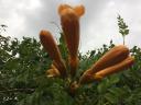 YELLOW TRUMPETS PALANTS, BIG STRONG YELLOW FLOWERS