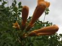 YELLOW TRUMPETS PALANTS, BIG STRONG YELLOW FLOWERS