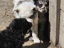 Mudi puppies looking for owners