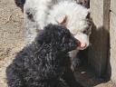 Mudi puppies looking for owners