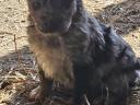 Mudi puppies looking for owners