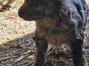 Mudi puppies looking for owners