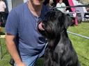Black giant schnauzer puppy