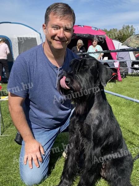 Black giant schnauzer puppy
