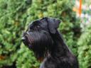 Black giant schnauzer puppy