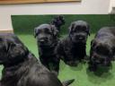 Black giant schnauzer puppy