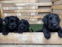 Black giant schnauzer puppy