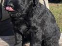 Black giant schnauzer puppy
