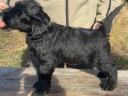 Black giant schnauzer puppy