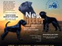 Black giant schnauzer puppy