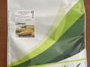 Sweetcorn seeds