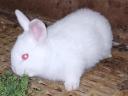 Rabbit for sale