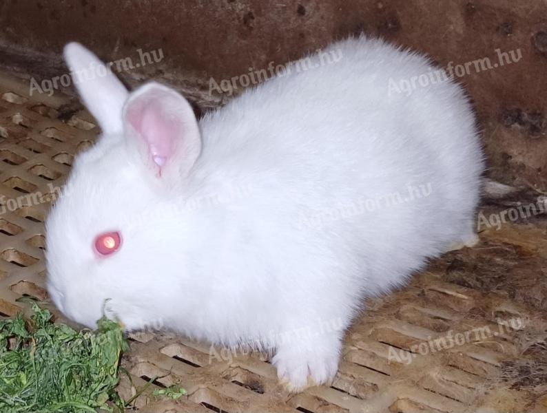 Rabbit for sale
