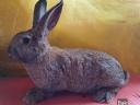 Rabbit for sale