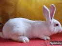 Rabbit for sale