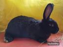 Rabbit for sale