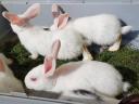 Rabbit for sale
