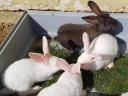Rabbit for sale