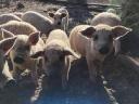 Mangalica svinja