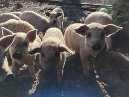 Mangalica malac