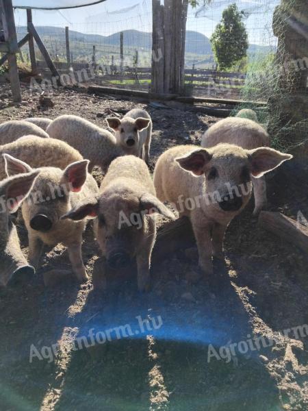 Mangalica svinja
