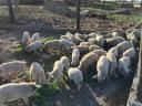 Mangalica svinja