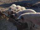 Mangalica svinja