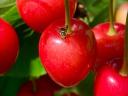 Pheromone traps for AKG plantations