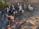 Native Hungarian ducks