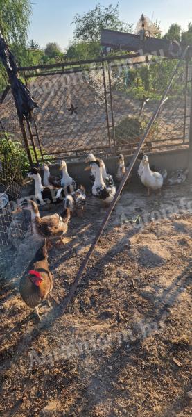 Native Hungarian ducks