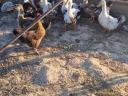 Native Hungarian ducks