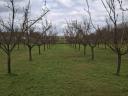 Fruity C235 Hungarian apricots