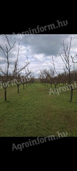 Fruity C235 Hungarian apricots