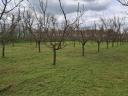 Fruity C235 Hungarian apricots